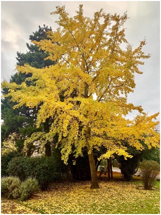 Ginkgo Biloba